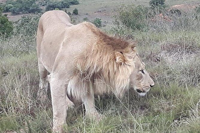 Full day big 5 addo Safari - Who Should Consider This Safari?