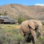 Full Day Big 5 Aquila Safari Private Transfers Including Park Fee From Cape Town - Authentic Experiences from Real Reviews