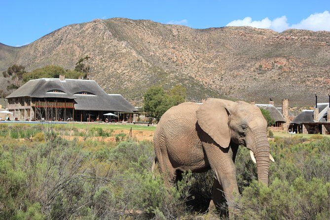 Full Day Big 5 Aquila Safari Private Transfers Including Park Fee From Cape Town - Authentic Experiences from Real Reviews