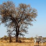 Full Day Big 5 Game Safari in Kruger National Park from Hazyview - The Itinerary in Detail
