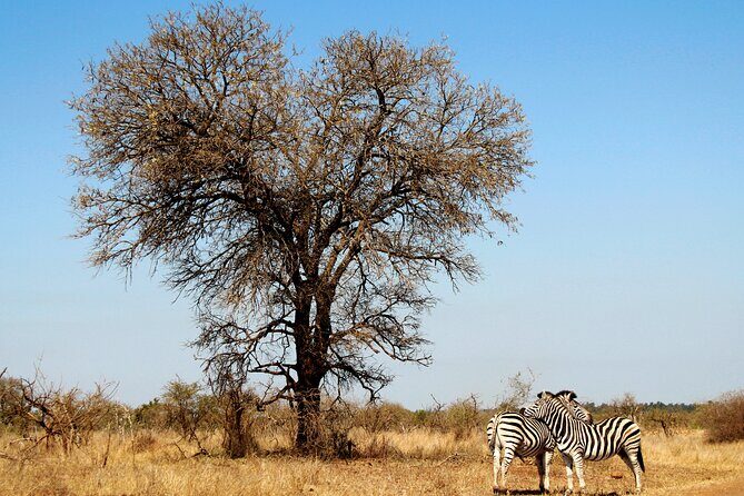 Full Day Big 5 Game Safari in Kruger National Park from Hazyview - The Itinerary in Detail