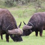 Full-Day BIG 7 Addo Elephant Park & Marine - Price and Value