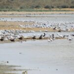 Full-Day Bird Watching Private Experience at Fayoum - Final Thoughts
