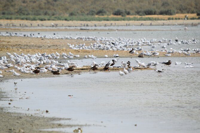 Full-Day Bird Watching Private Experience at Fayoum - Final Thoughts
