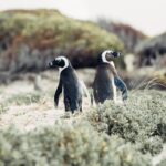 Full-Day Cape Peninsula Tour from Cape Town - What Could Be Better