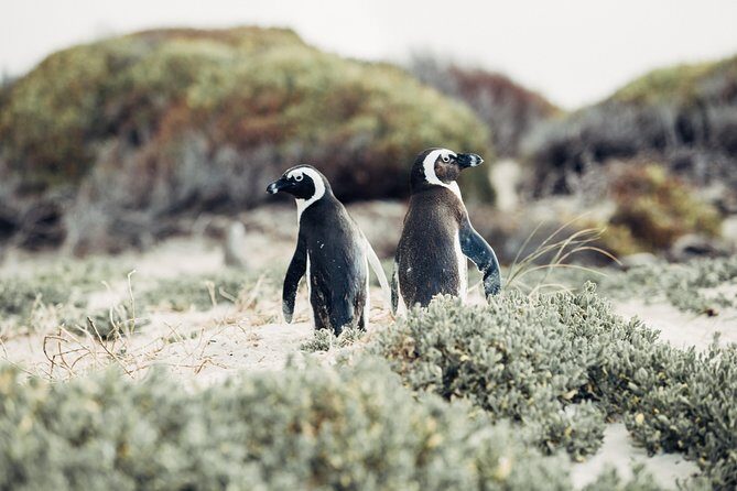 Full-Day Cape Peninsula Tour from Cape Town - What Could Be Better