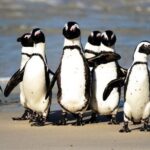 Full Day Cape Peninsula Tour in Private Car - What Sets This Tour Apart