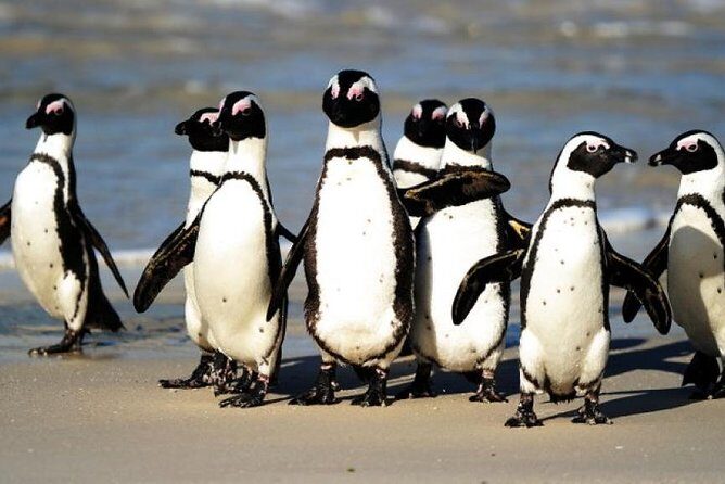 Full Day Cape Peninsula Tour in Private Car - What Sets This Tour Apart