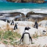Full day Cape Point + Constantia Wine Tour with Private Transfer - Practical Details That Make a Difference
