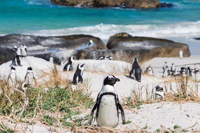 Full day Cape Point + Constantia Wine Tour with Private Transfer - Practical Details That Make a Difference