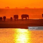 Full Day Chobe National Park Big 5 Safari - Practicalities and Tips