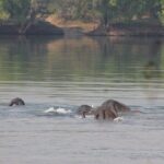 Full-Day Chobe Trip Botswana - Why This Tour Offers Great Value
