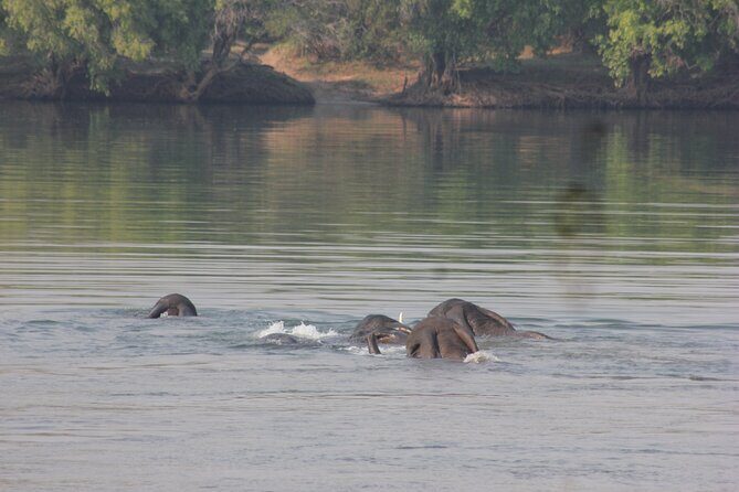 Full-Day Chobe Trip Botswana - Why This Tour Offers Great Value