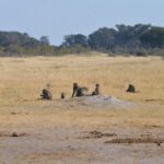 Full Day Chobe Trip with Lunch - The Sum Up