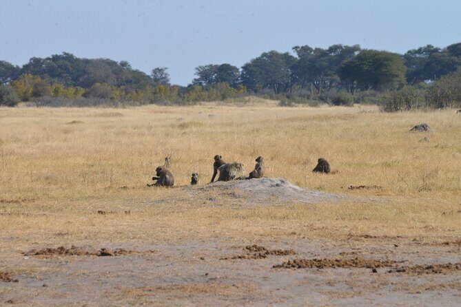 Full Day Chobe Trip with Lunch - The Sum Up