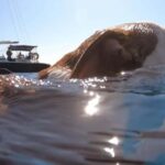 Full Day Cruise in Athenian Riviera - Who Is This Cruise Best Suited For?