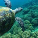 Full Day Dimaniyat Island Excursion - FAQs