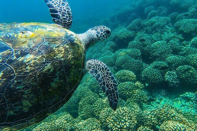 Full Day Dimaniyat Island Excursion - FAQs