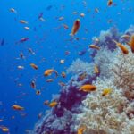 Full day diving with private guide, lunch drinks transportation - The Sum Up