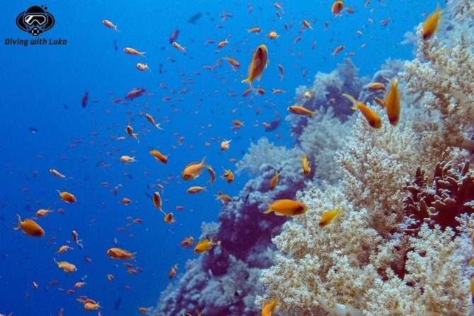 Full day diving with private guide, lunch drinks transportation - The Sum Up