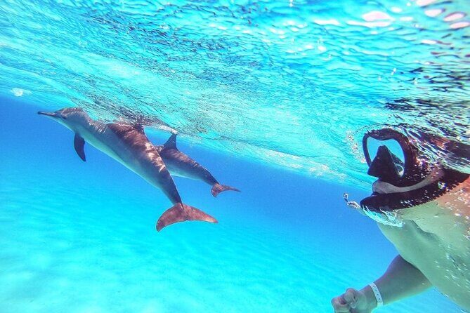 Full-Day Dolphin House from Hurghada - What Reviewers Say: Authentic Insights
