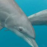 Full day Dolphin tour, Nungwi and Kendwa Beach Tour with Lunch - Final Thoughts: Is This Tour Worth It?