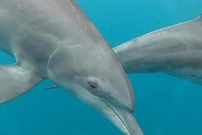 Full day Dolphin tour, Nungwi and Kendwa Beach Tour with Lunch - Final Thoughts: Is This Tour Worth It?