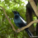 Full Day Excursion of Cousin, Curieuse and St Pierre Islands from Praslin Island - Transportation & Practical Considerations