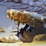 Full-Day Fayoum Oasis Private Tour from Cairo or Giza - Practical Details & Value Analysis