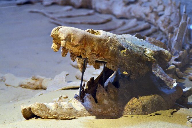 Full-Day Fayoum Oasis Private Tour from Cairo or Giza - Practical Details & Value Analysis