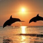Full-Day Guided private Dolphins tour+ Monkeys + Stone town &spice Farm Zanzibar - Encountering Zanzibar’s Unique Wildlife at Jozani Forest