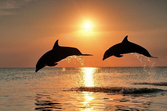 Full-Day Guided private Dolphins tour+ Monkeys + Stone town &spice Farm Zanzibar - Encountering Zanzibar’s Unique Wildlife at Jozani Forest