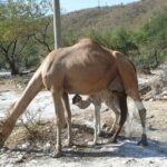 Full Day Guided Salalah a Combination of East and West tour - Transport, Timing, and Practicalities