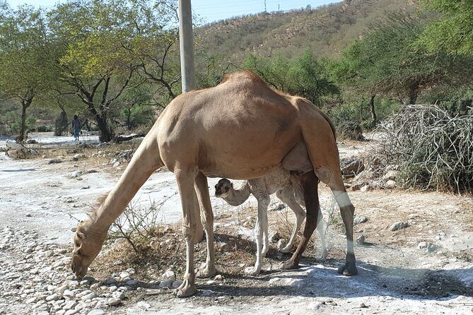 Full Day Guided Salalah a Combination of East and West tour - Transport, Timing, and Practicalities