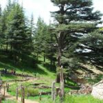 Full-Day Guided Tour of Northern Lebanon with Hotel Pickup - What Travelers Say About This Tour