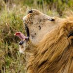 Full-Day Hlane Royal National Park Safari from Manzini - Who Is This Tour Best For?
