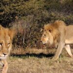 Full day - Hluhluwe Imfolozi Game Reserve 1 Day Tour From Durban - The Full Day Itinerary: What to Expect