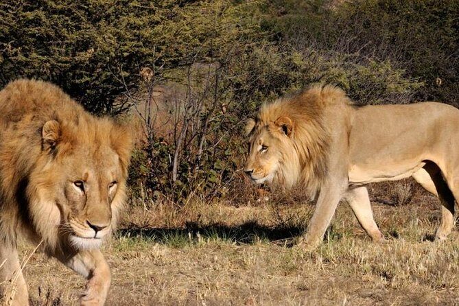 Full day - Hluhluwe Imfolozi Game Reserve 1 Day Tour From Durban - The Full Day Itinerary: What to Expect