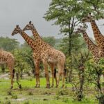 Full Day Hluhluwe Imfolozi Game Reserve From Durban - What Reviewers Say About the Guide and Experience