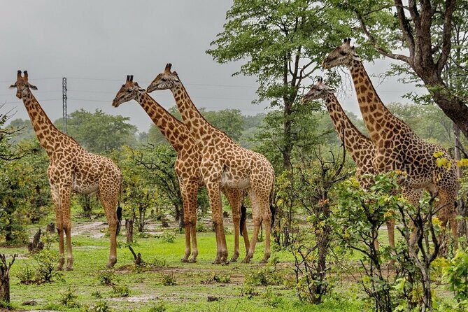 Full Day Hluhluwe Imfolozi Game Reserve From Durban - What Reviewers Say About the Guide and Experience