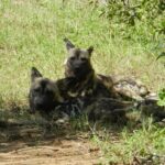 Full-day Hluhluwe-iMfolozi Park Big 5 Safari Experience - Who Will Love This Tour