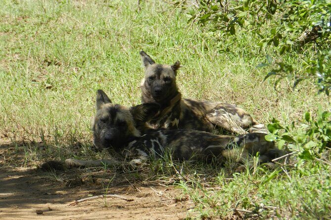 Full-day Hluhluwe-iMfolozi Park Big 5 Safari Experience - Who Will Love This Tour