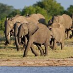 Full Day Hwange Day Trip - The Experience: Authentic, Comfortable, and Value-Driven