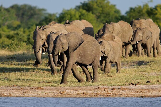 Full Day Hwange Day Trip - The Experience: Authentic, Comfortable, and Value-Driven