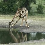 Full-Day Hwange National Park Tour from Victoria Falls - Detailed Review of the Hwange National Park Tour