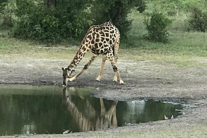 Full-Day Hwange National Park Tour from Victoria Falls - Detailed Review of the Hwange National Park Tour