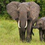 Full Day Isimangaliso Wetlands & Boat Cruise Tour from Durban - Who Would Love This Experience?