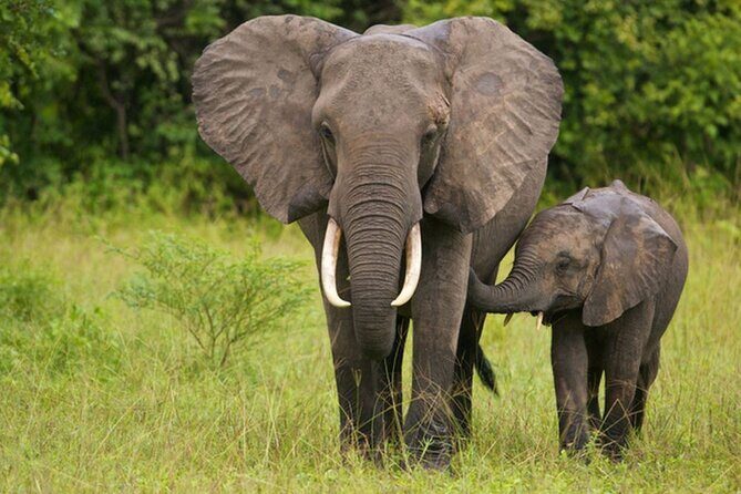 Full Day Isimangaliso Wetlands & Boat Cruise Tour from Durban - Who Would Love This Experience?