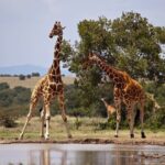 Full Day Isimangaliso Wetlands Park -Croc & Hippo &Game Fr Durban - Practical Tips for Your Day Out