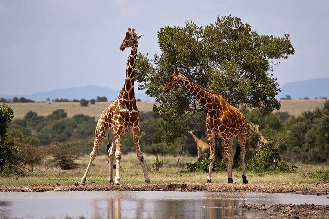 Full Day Isimangaliso Wetlands Park -Croc & Hippo &Game Fr Durban - Practical Tips for Your Day Out